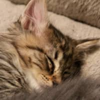 Photo of Boo
