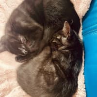 Photo of Rumor & Cider