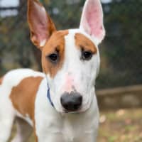 Photo of Penny