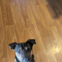 Photo of Shadow