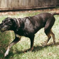 Photo of Banjo   6 Year Old Kelpie X