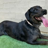 Photo of Charlotte 🌺 13 Month Old, Koolie X Labrador 