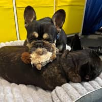 Photo of Pablo & Frankie    8 & 4 Yo French Bulldog
