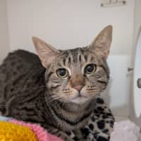 Photo of Hawk