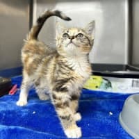 Photo of Sweet Pea