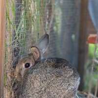 Photo of Zestful Wildy 