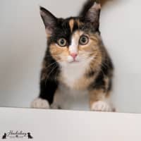 Photo of Rosie