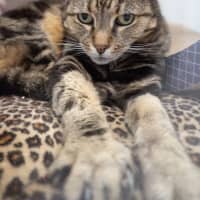 Photo of Slinky