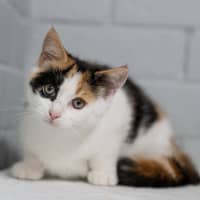Photo of Crunchie