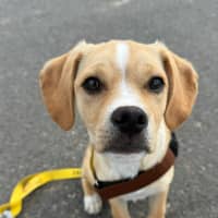 Photo of Colbie   4 Month Old Pug X Cavalier