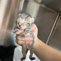 Photo of Violet