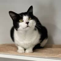 Photo of Louie