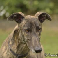 Photo of Dd (Detrie Bale)