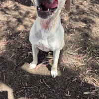 Photo of Ranger! ☮️🕊