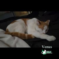 Photo of Venus
