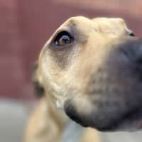 Photo of Honey