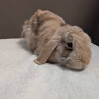 Photo of Hoptimus Prime