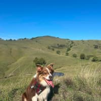 Photo of Whiskey   6 Year Old Border Collie
