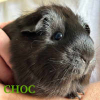 Photo of Choc And Chip