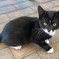 Photo of Foxy Socks Buu