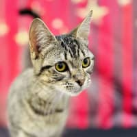 Photo of Giselle   Located In Preston 