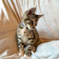 Photo of Lamington   In Foster Care In Bentleigh East