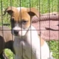 Photo of Bella 🌹Beautiful Staffy Puppy