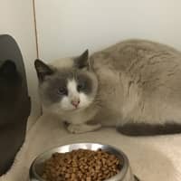 Photo of Athena