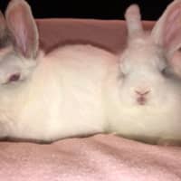 Photo of Blizzard & Odette 