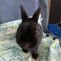 Photo of Portiah
