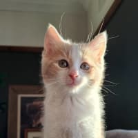 Photo of Lord Chongus