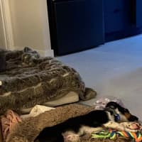 Photo of Ginny   6 Month Old Dachshund X Border Collie
