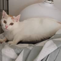 Photo of Gunner 🧡 * 9 Lives Project Rescue*