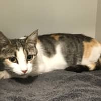 Photo of Sugar