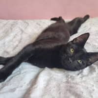 Photo of Orion