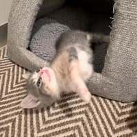 Photo of Lavender Haze