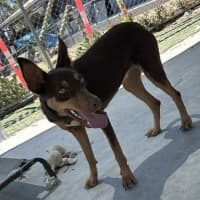 Photo of Lunaris (Maggie)