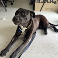 Photo of Bobby *$350 Adoption Fee*