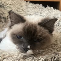 Photo of Star