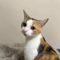 Photo of Pumpkin
