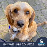 Photo of James   1 Year Old Cavoodle (Trial)