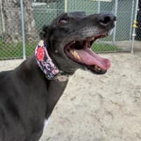 Photo of Duck The Greyhound