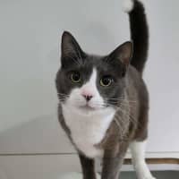 Photo of Cooper