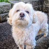 Photo of Maisey 