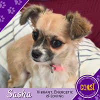 Photo of Sasha