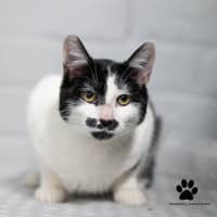 Photo of Toby