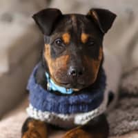 Photo of Bennie