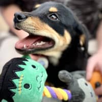 Photo of Smiley