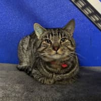 Photo of Rufus