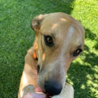 Photo of Banjo Kazooie